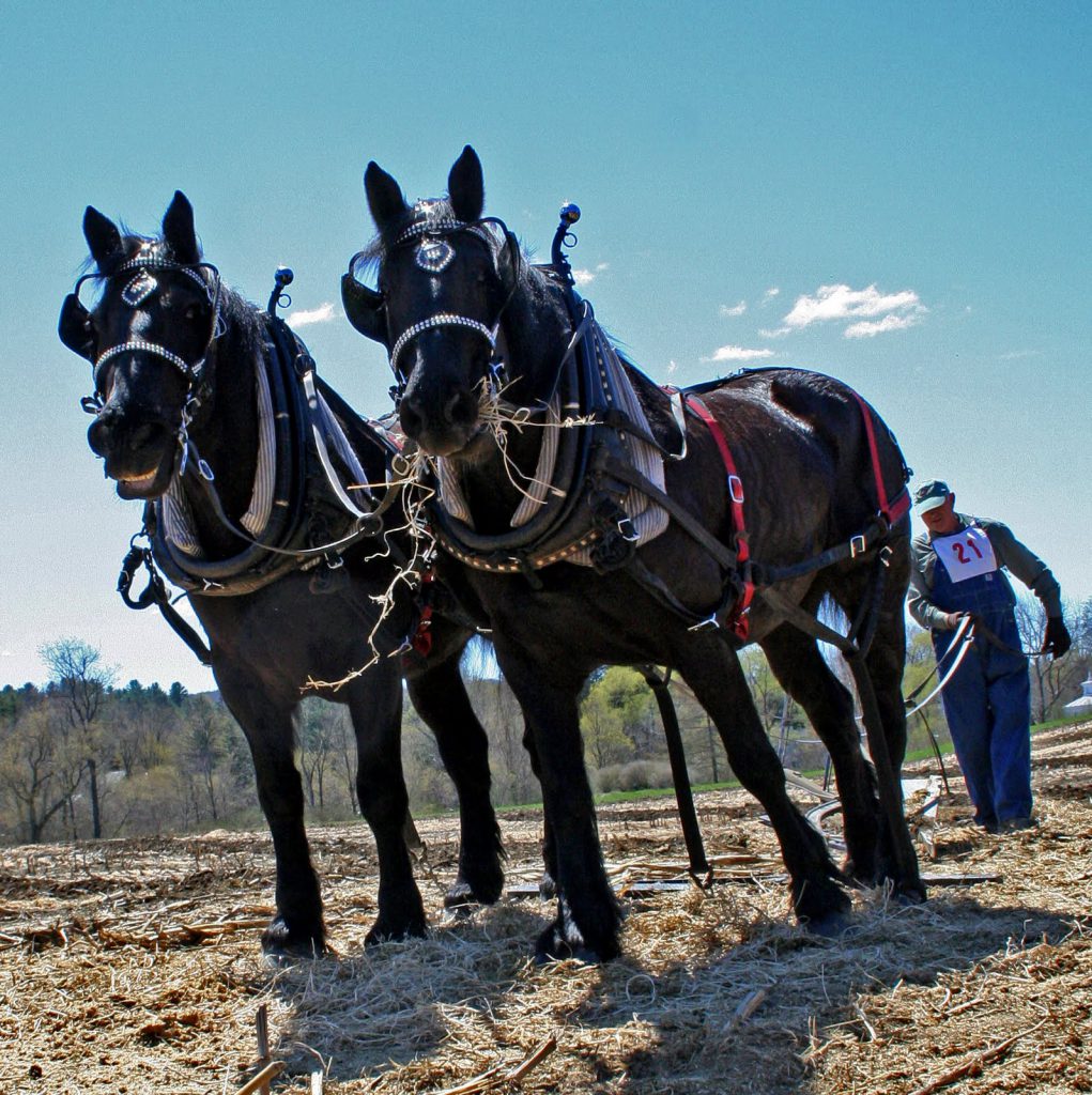 Billings Farm horses