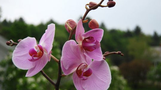 Orchids in Weston