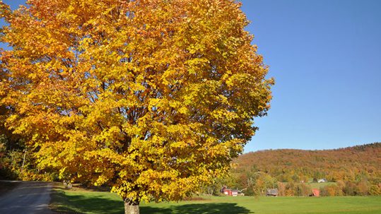 Leaf-Peeping as a Local in the Mad River Valley