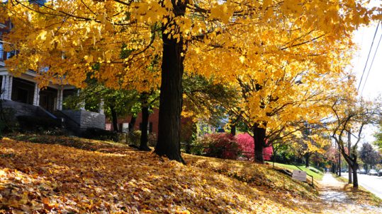 Autumn in Burlington