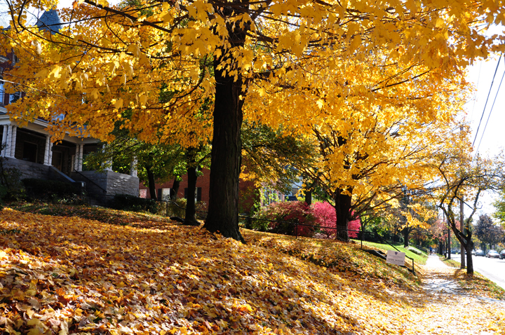 Burlington Vermont Foliage