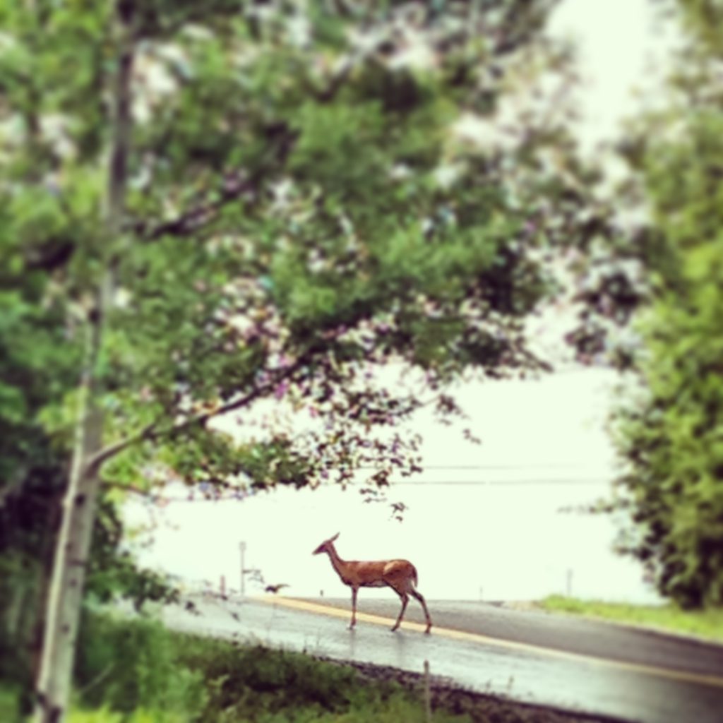 Deer Stowe Hollow