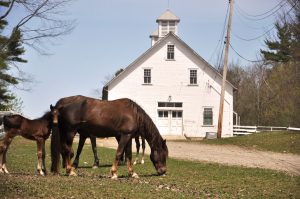 UVM Morgan Horse Farm horses