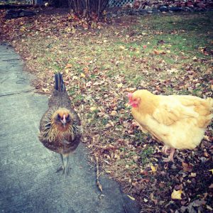 chickens in five sisters Burlington