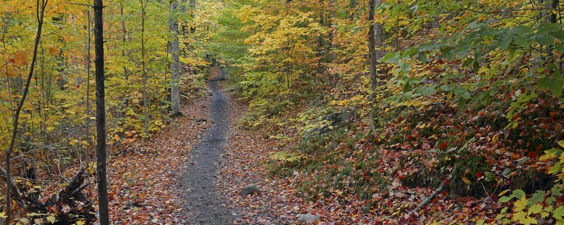 Vermont fall hiking trail