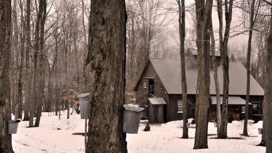 Catching the Sugarmaking ‘Bug’ in Vermont