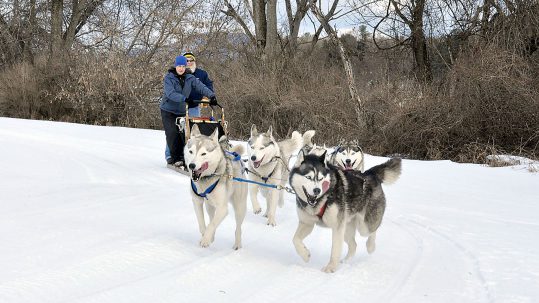 Dog Sledding in Vermont with Braeburn Siberians