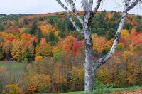 Vermont town forests
