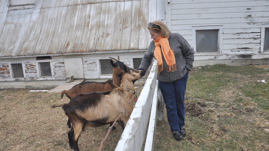 Vermont Cheesemaker Angela Miller Learns the Meaning of Survival