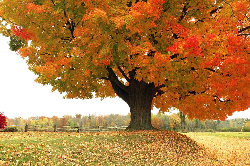 Maple tree in Vermont