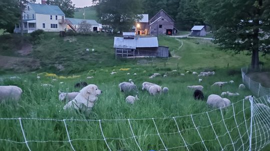 Hiking with Goats, Sheep Herding Demos & More at Vermont Open Farm Week 2021