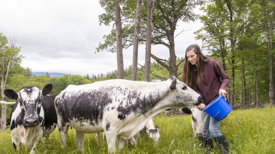 A Rare (and Adorable) Cattle Breed from Vermont Makes a Promising Comeback