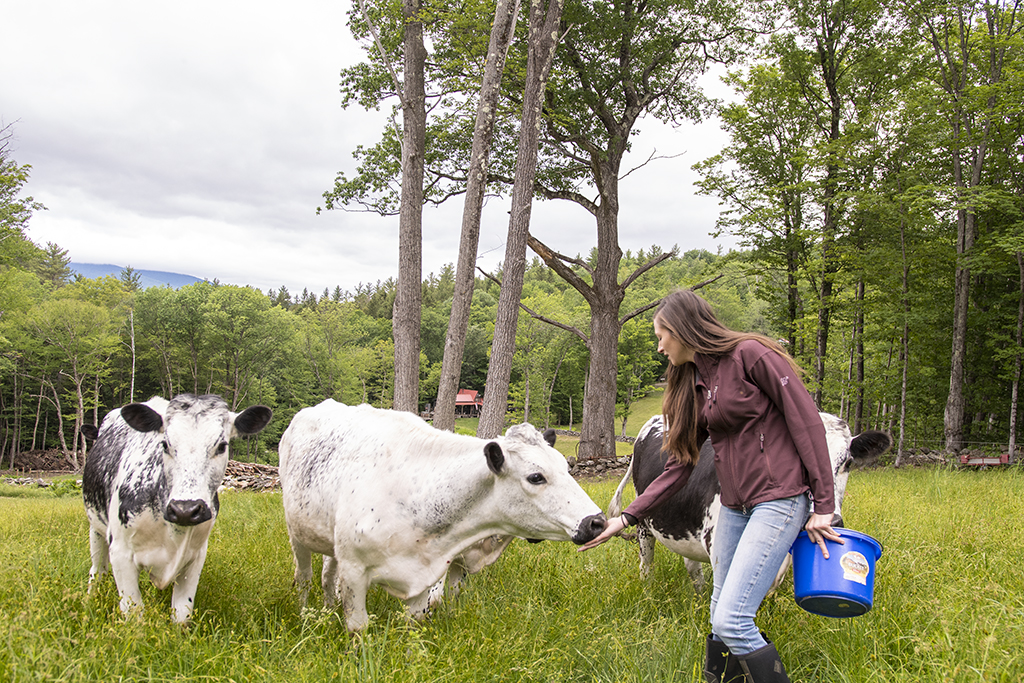 Vermont Randall Lineback cattle 