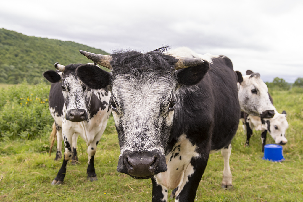 Vermont Randall Lineback cattle 