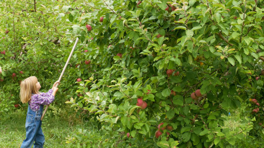 Best Orchards for Vermont Apple Picking