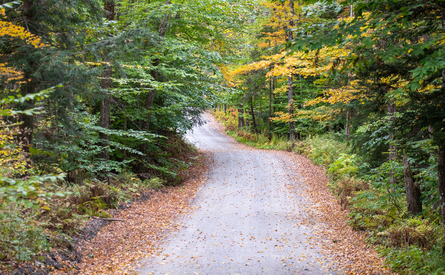 Vermont_Forest_Roads