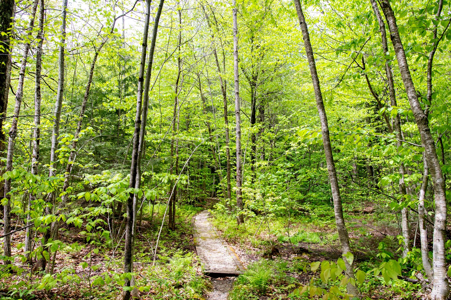Gifford_Woods_State_Park_Trail