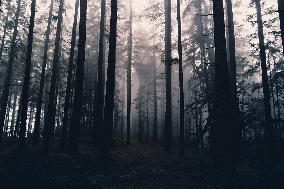 Haunted_Forest