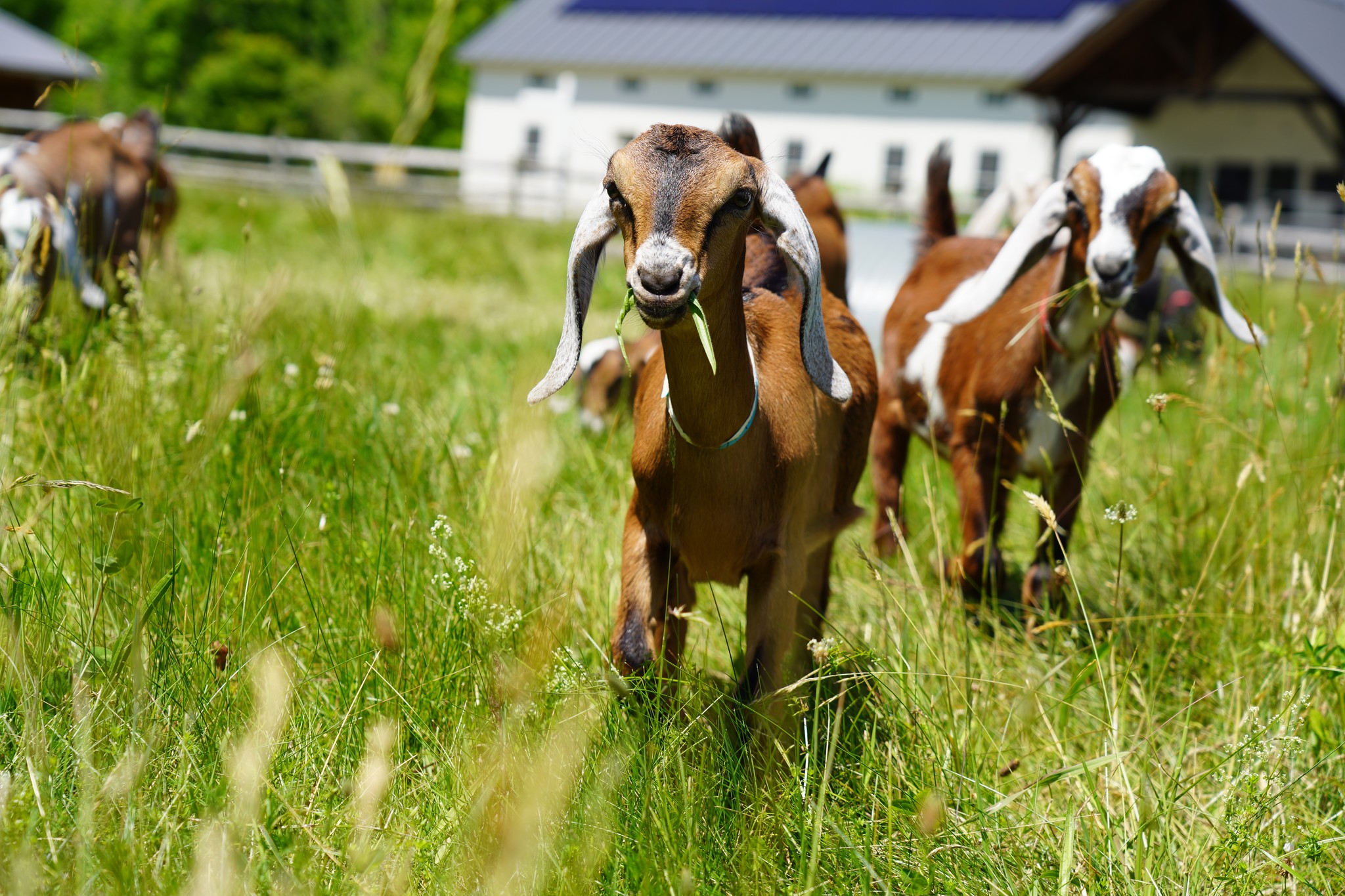 Hildene_Baby_Goats