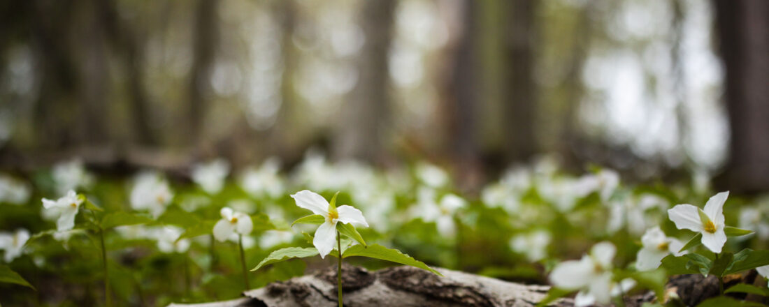 Vermont_Wildflower_walks