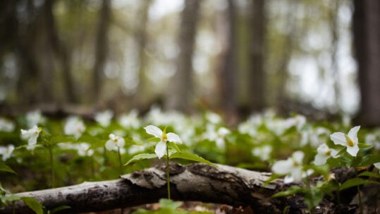 Vermont Wildflower Walks and Guided Hikes