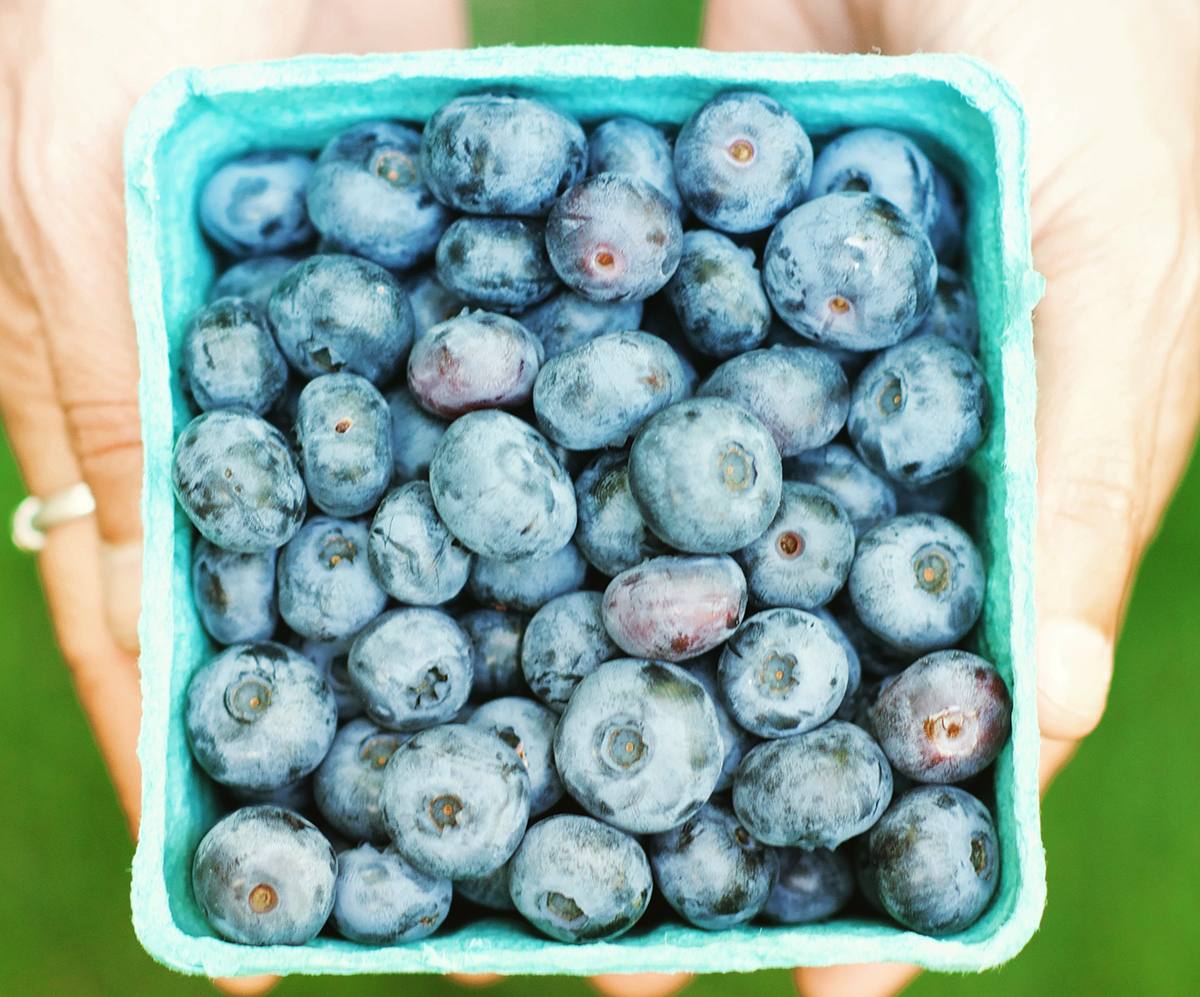 Blueberry_picking_Vermont