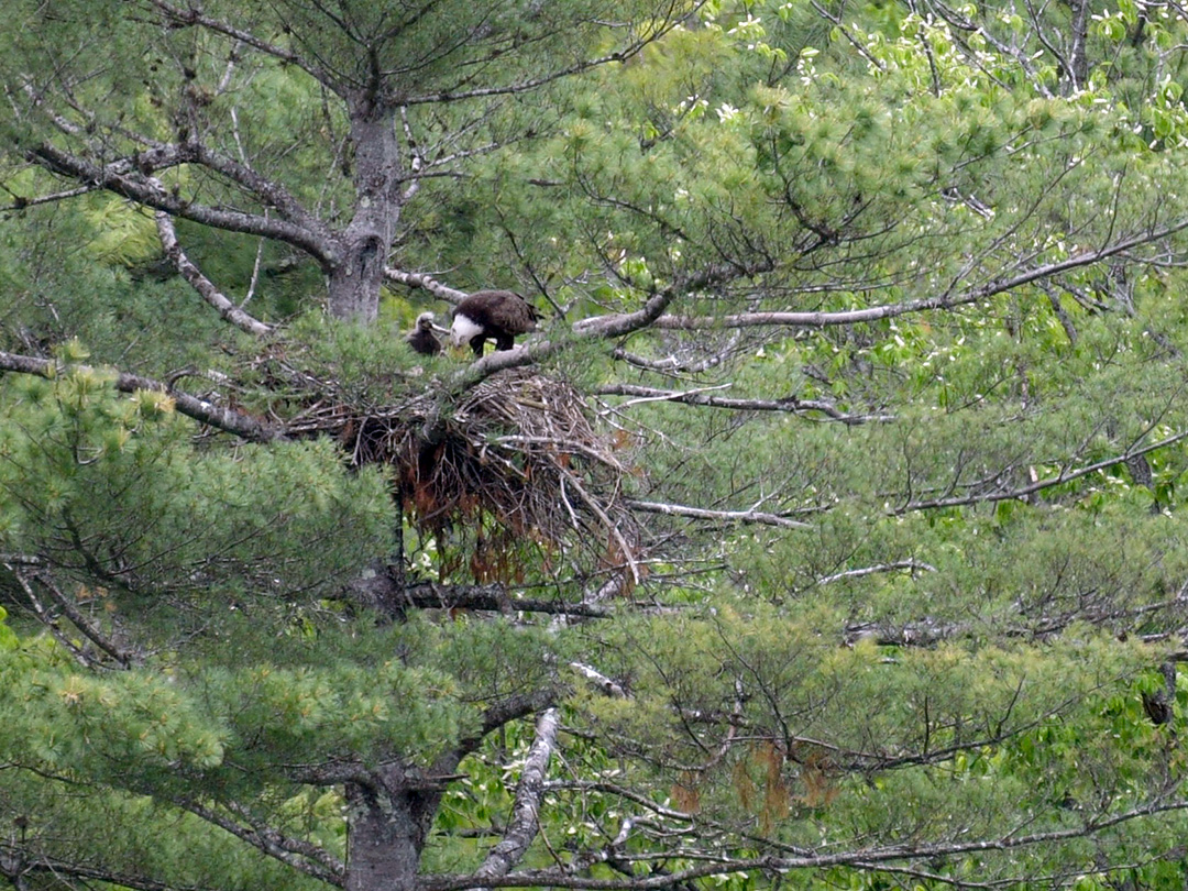 VINS_Eagle