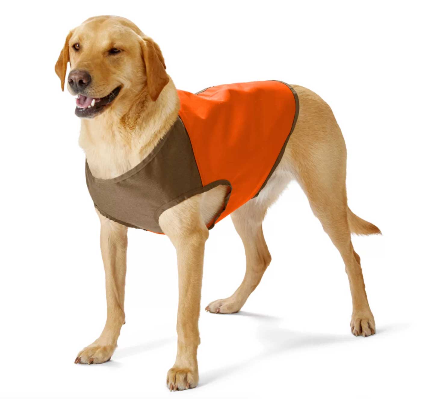 Vermont stick season hikes dog vest