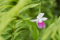 Showy Lady Slipper at Eshqua Bog, stock image