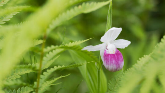 Showy Lady Slipper at Eshqua Bog, stock image