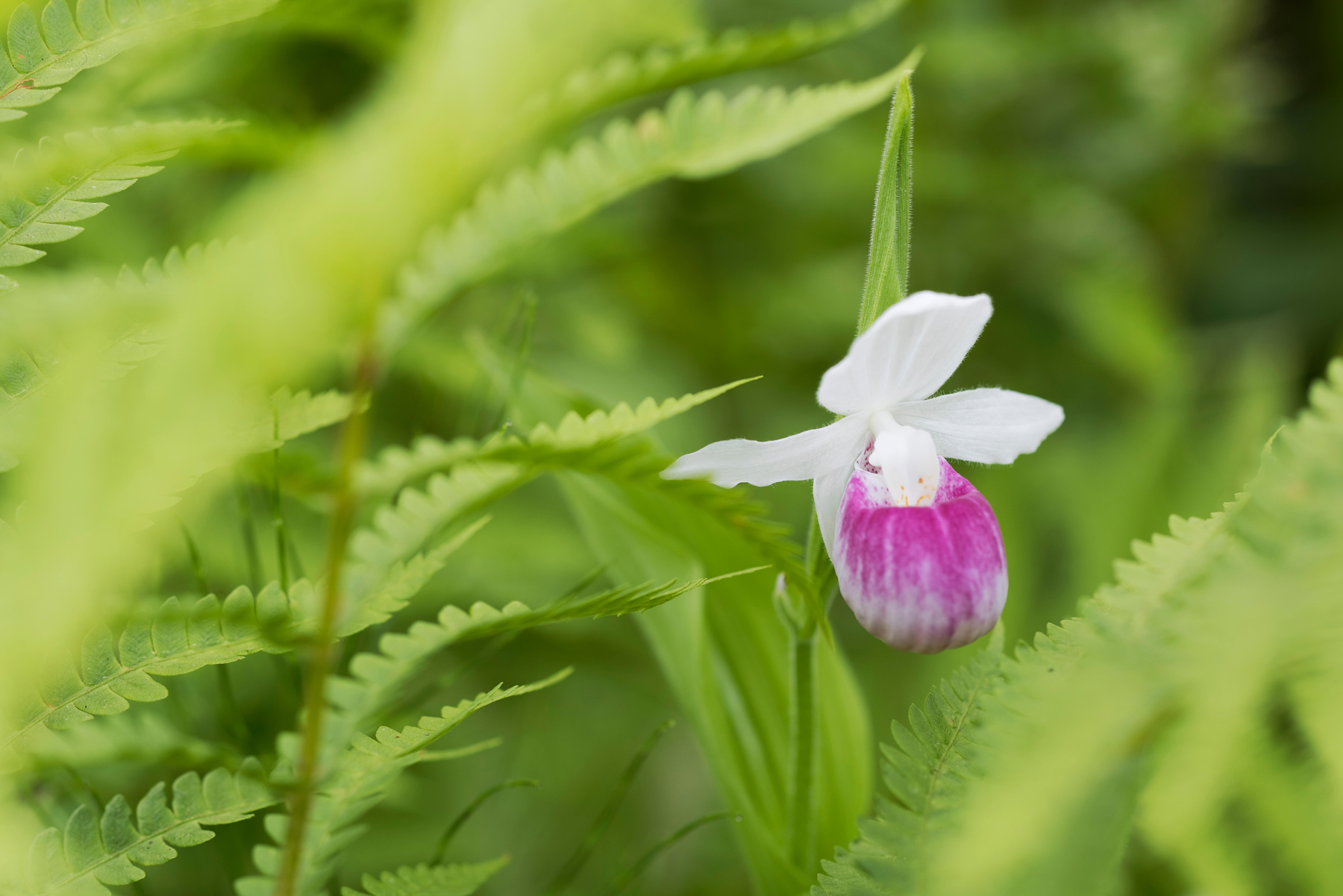 Showy Lady Slipper at Eshqua Bog, stock image