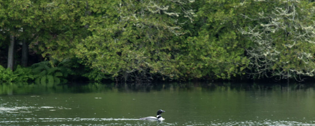 loon on Hosmer Pond