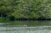 loon on Hosmer Pond