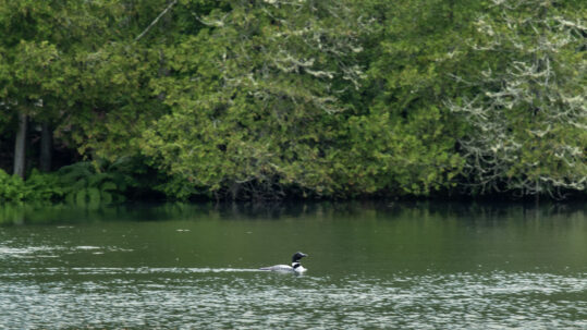 loon on Hosmer Pond