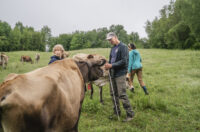 Kiss the Cow Farm