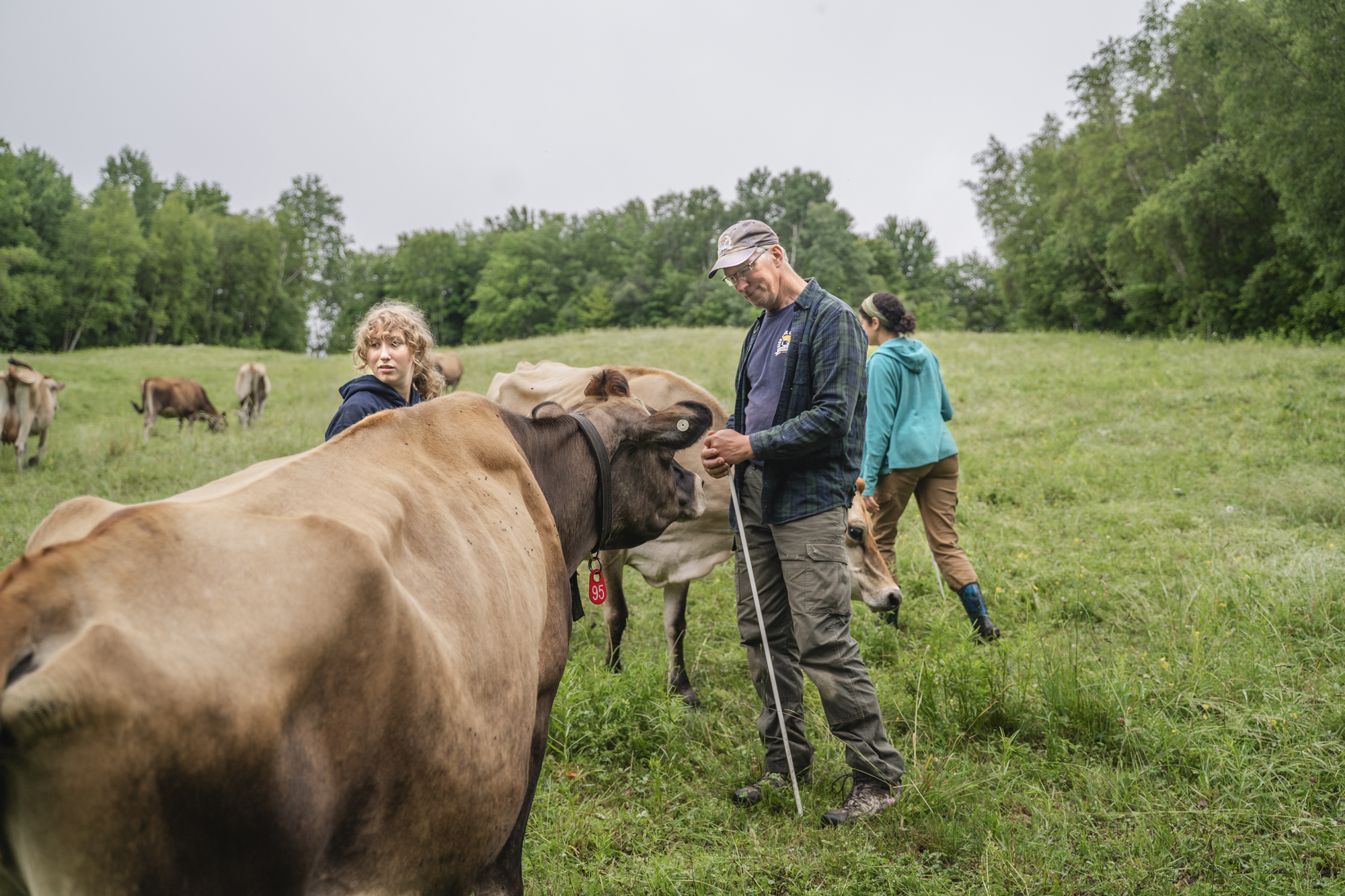 Kiss the Cow Farm