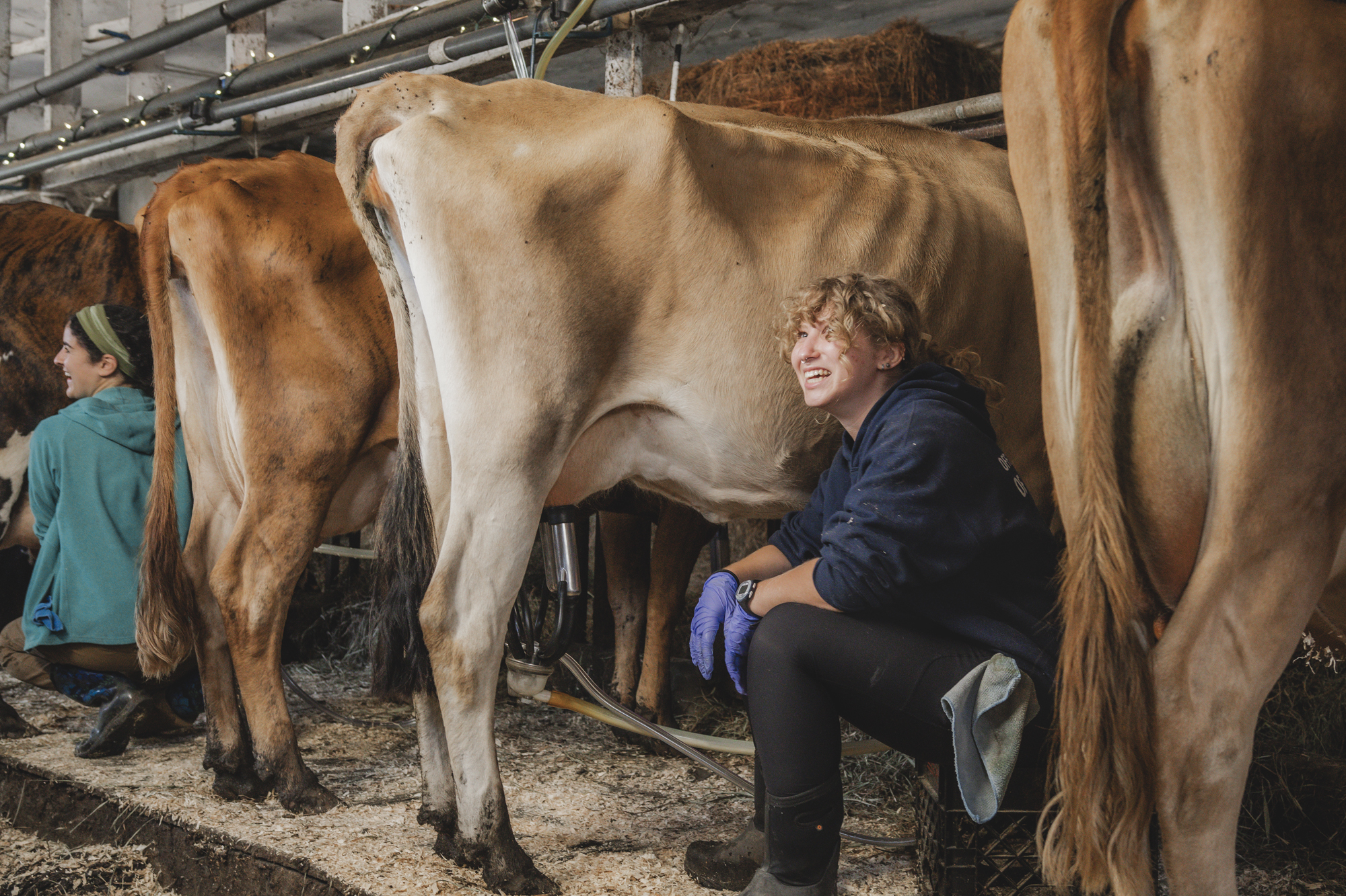 Kiss the Cow Farm 
